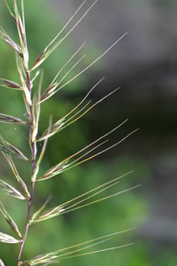 bottlebrush grass 2